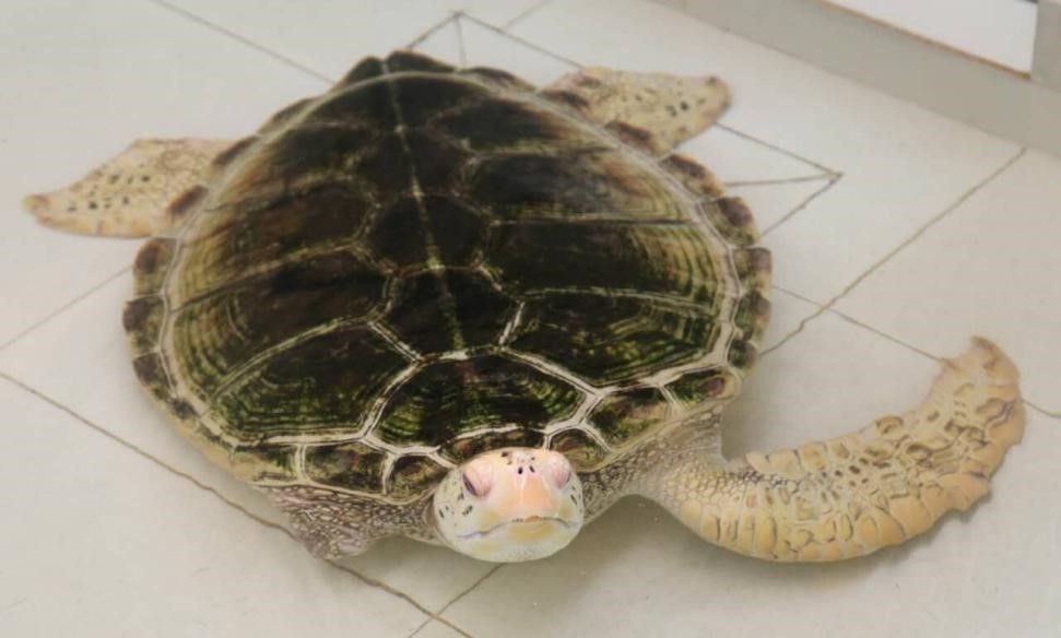 挑战极限！汕大学子为保护海龟和红树林筹款